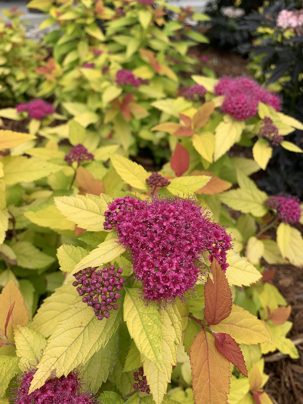 Double Play® Candy Corn® Spirea | Spiraea japonica 'NCSX1'