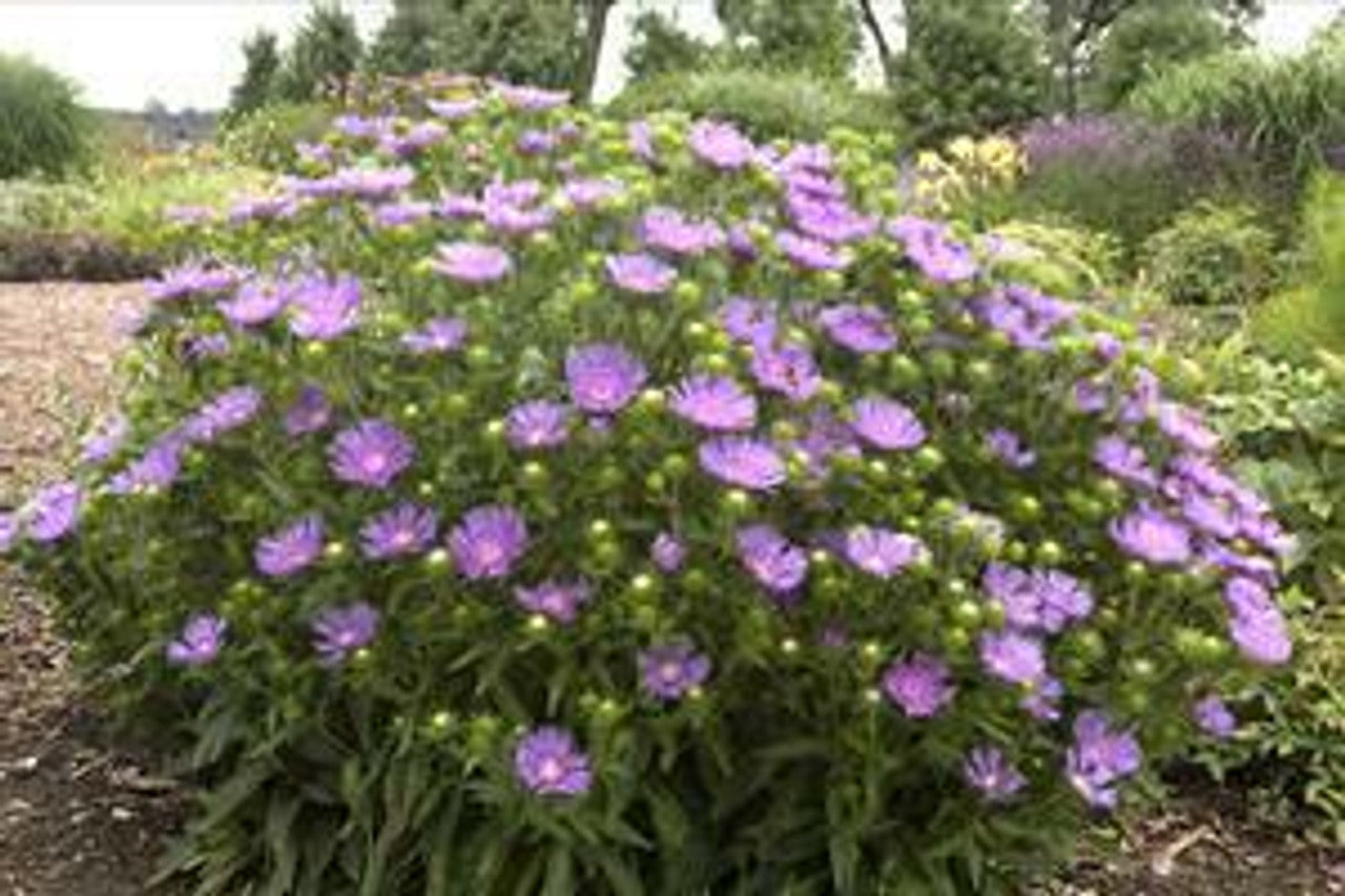 Peachie’s Pick Stokes’ Aster | Stokesia hybrid