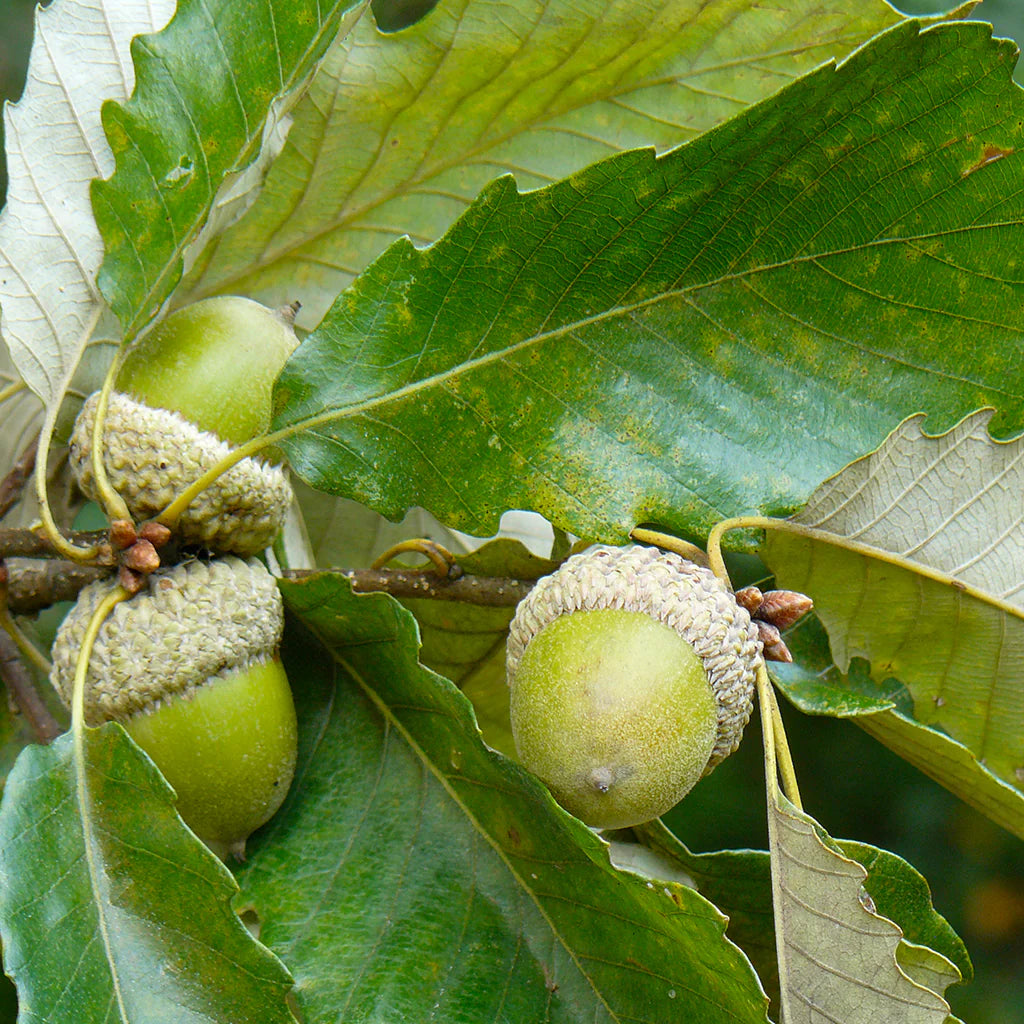 Swamp Chestnut Oak | Quercus michauxii