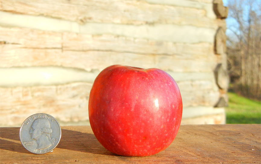 Terry Winter Apple Tree | Malus domestica ' terry winter'