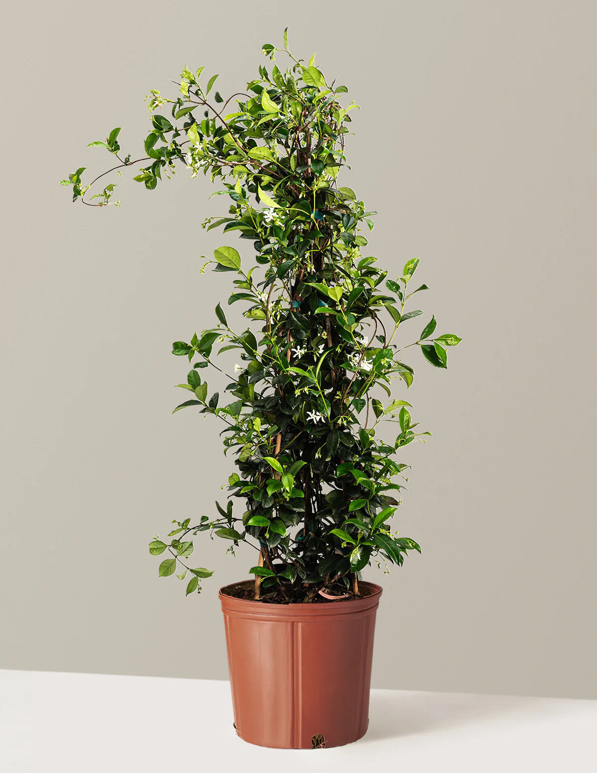Star Jasmine – Trachelospermum jasminoides