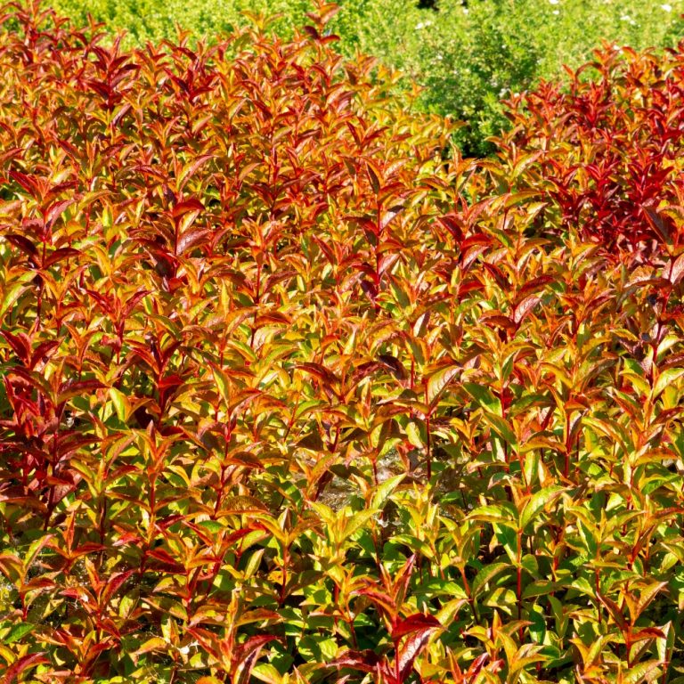 Strobe® Weigela – Vibrant Color-Changing Foliage & Blooms by Bloomin’ Easy®