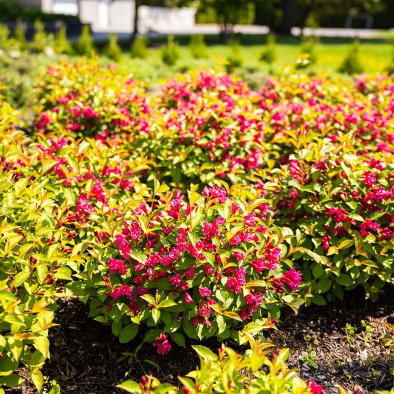 Strobe® Weigela – Vibrant Color-Changing Foliage & Blooms by Bloomin’ Easy®