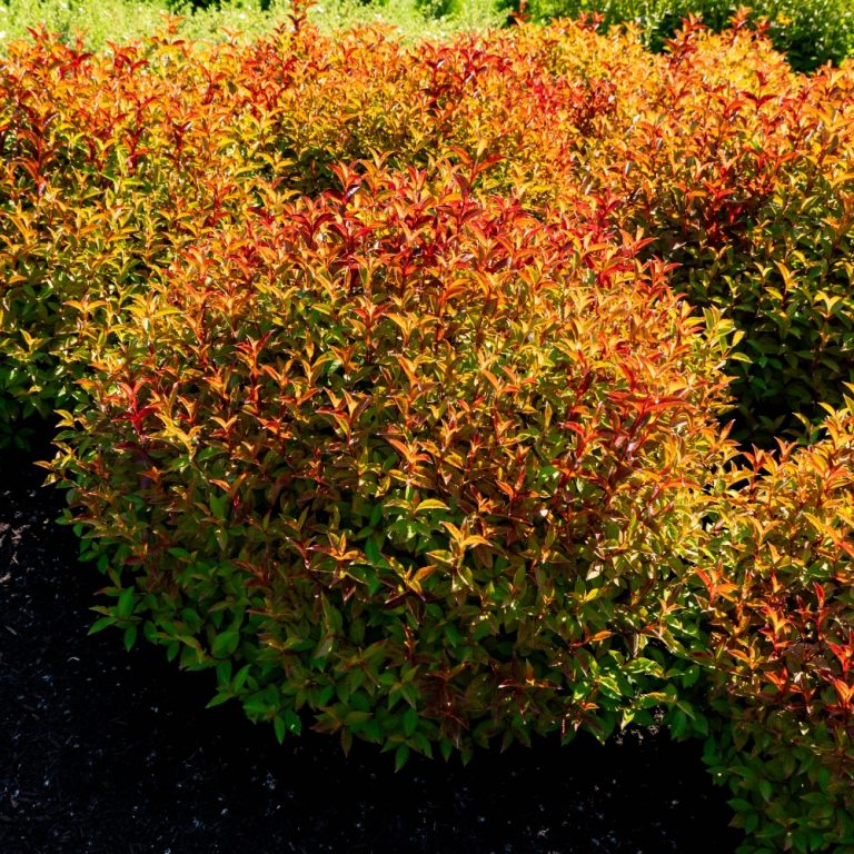 Strobe® Weigela – Vibrant Color-Changing Foliage & Blooms by Bloomin’ Easy®