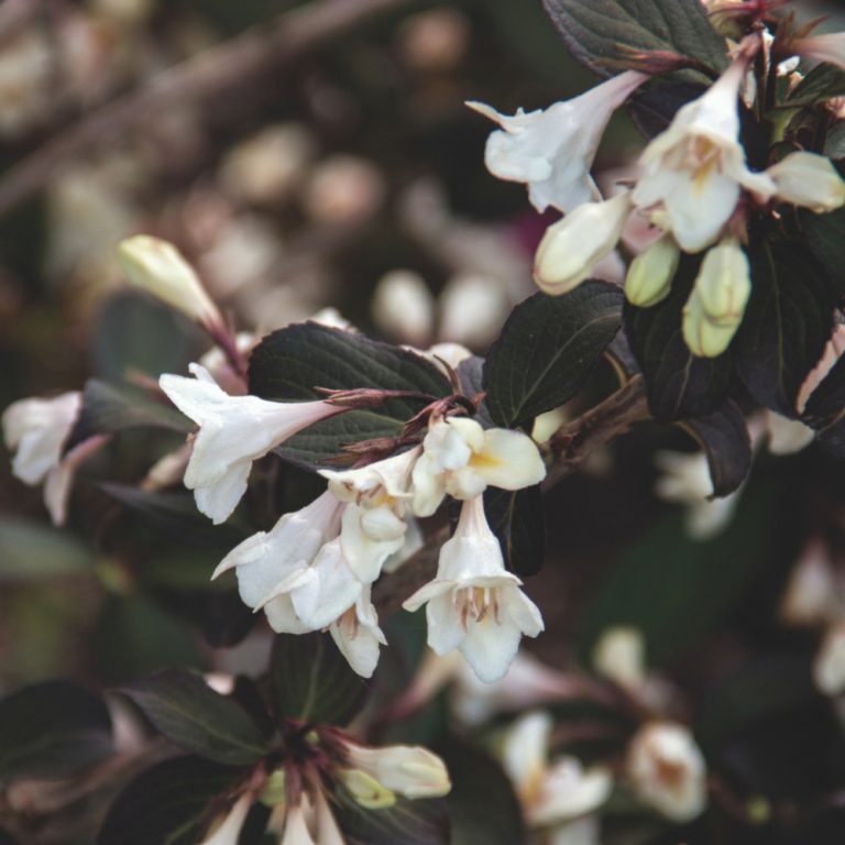 Tuxedo™ Weigela – Elegant White Blooms & Dark Foliage by Bloomin’ Easy®