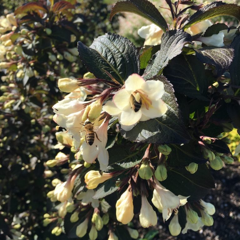 Tuxedo™ Weigela – Elegant White Blooms & Dark Foliage by Bloomin’ Easy®