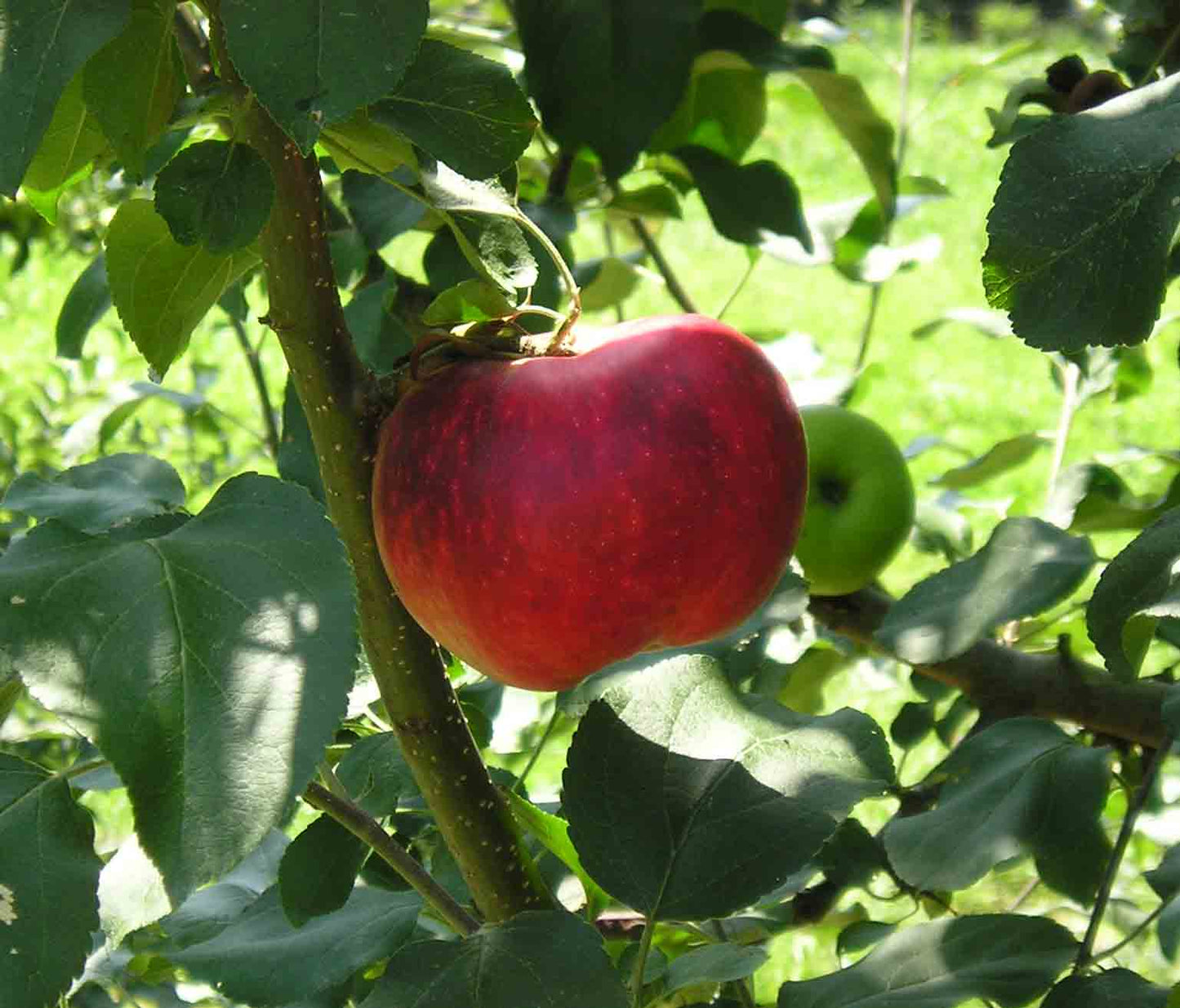 Terry Winter Apple Tree | Malus domestica ' terry winter'
