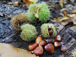 Hybrid and Chinese Chestnuts are great food for wildlife and people too!