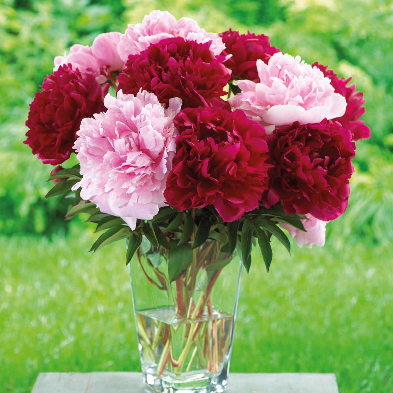 Peonies Perennials | Paeonia lactiflora & hybrids