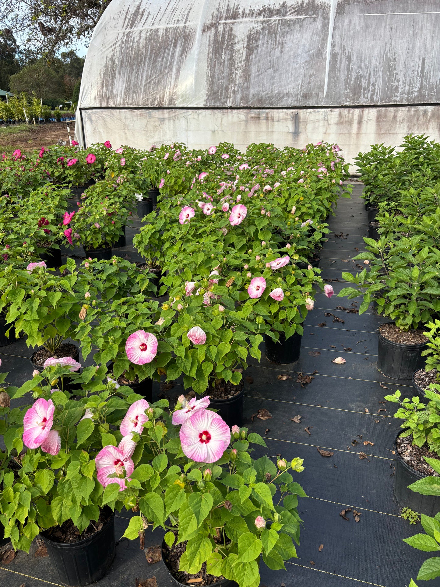 Luna Pink Swirl Hibiscus | Hibiscus moscheutos 'Luna Pink Swirl'