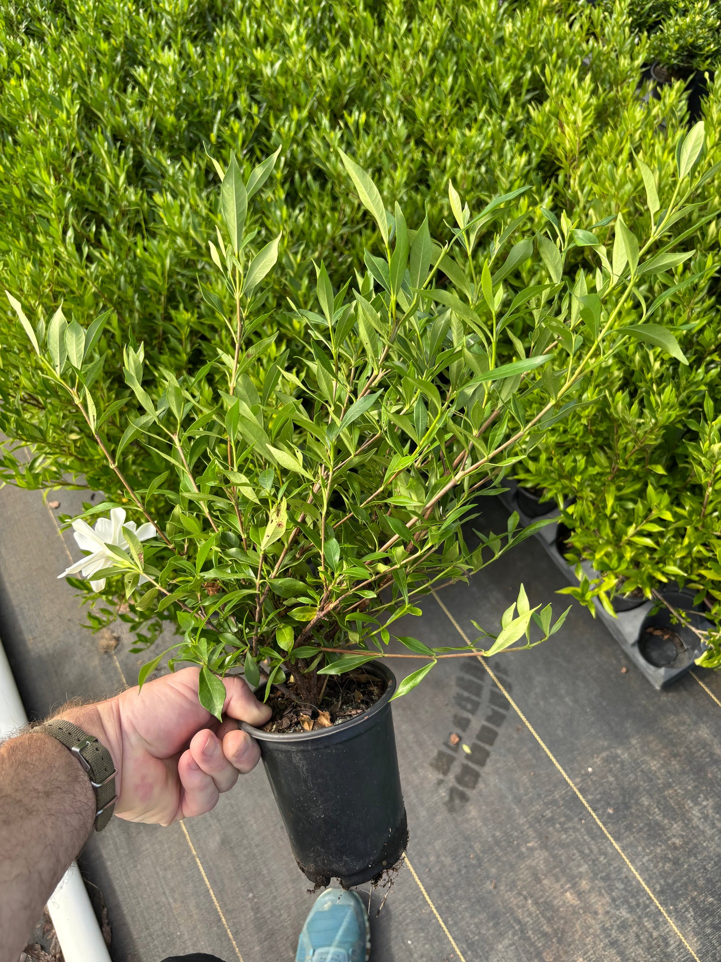 Frost-Proof Gardenia | Gardenia jasminoides ‘Frostproof’