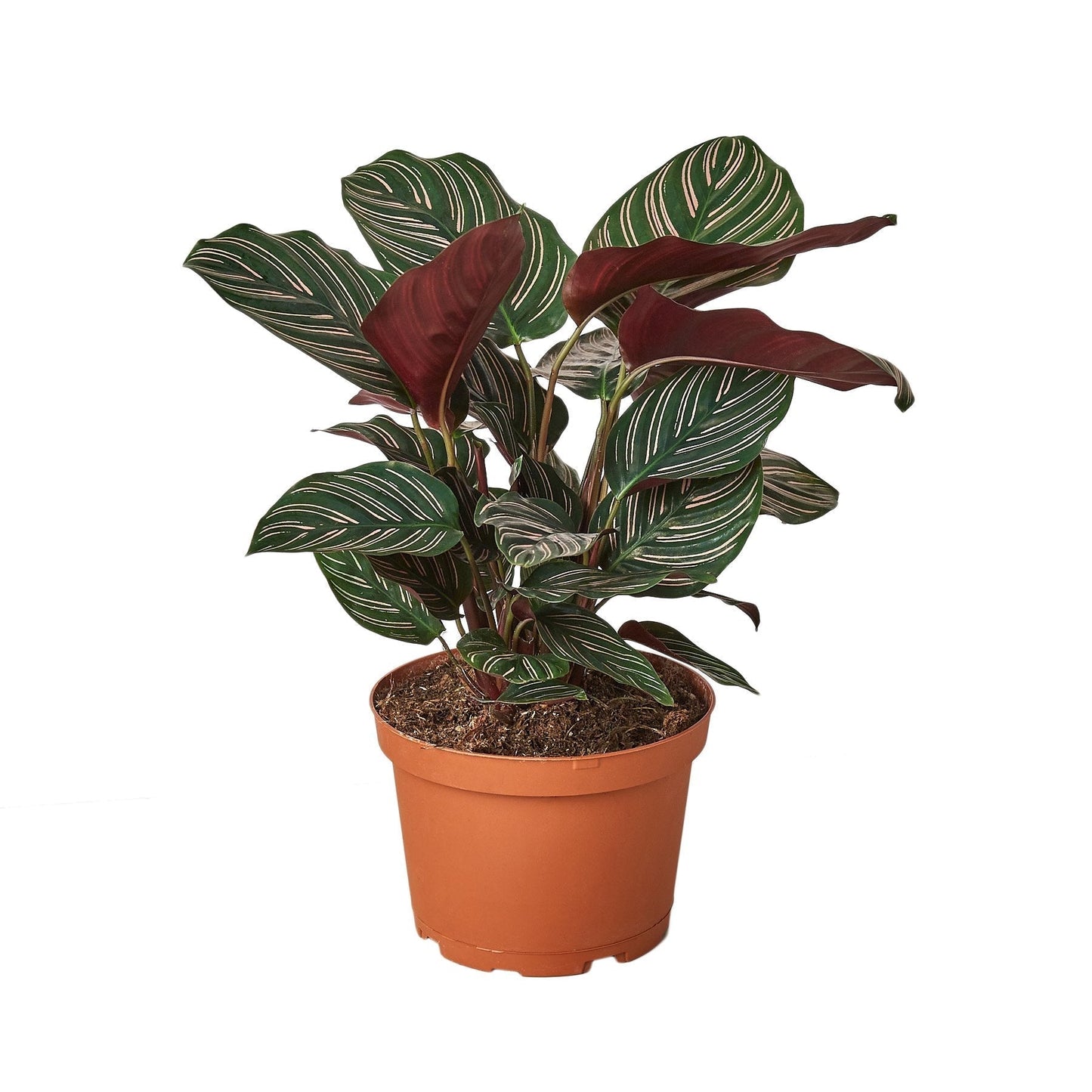 Calathea 'Ornata' – Pinstripe Calathea