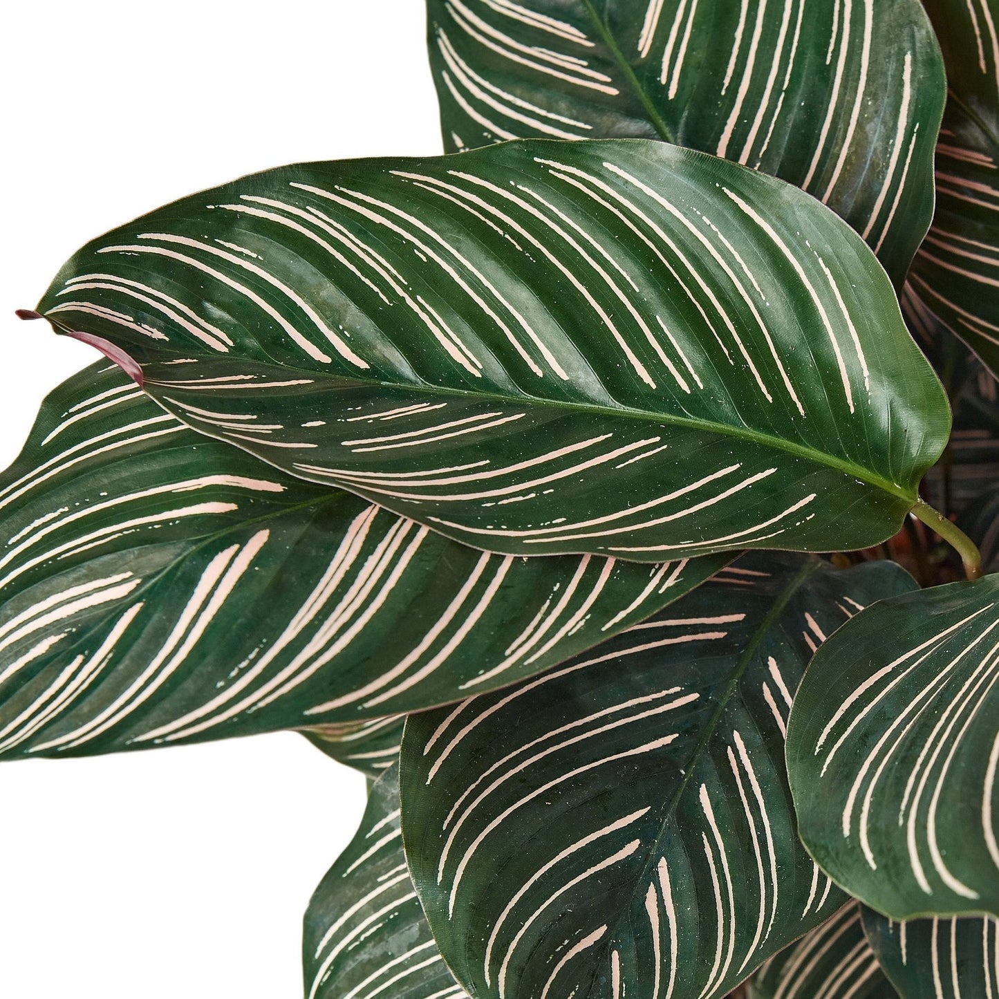 Calathea 'Ornata' – Pinstripe Calathea