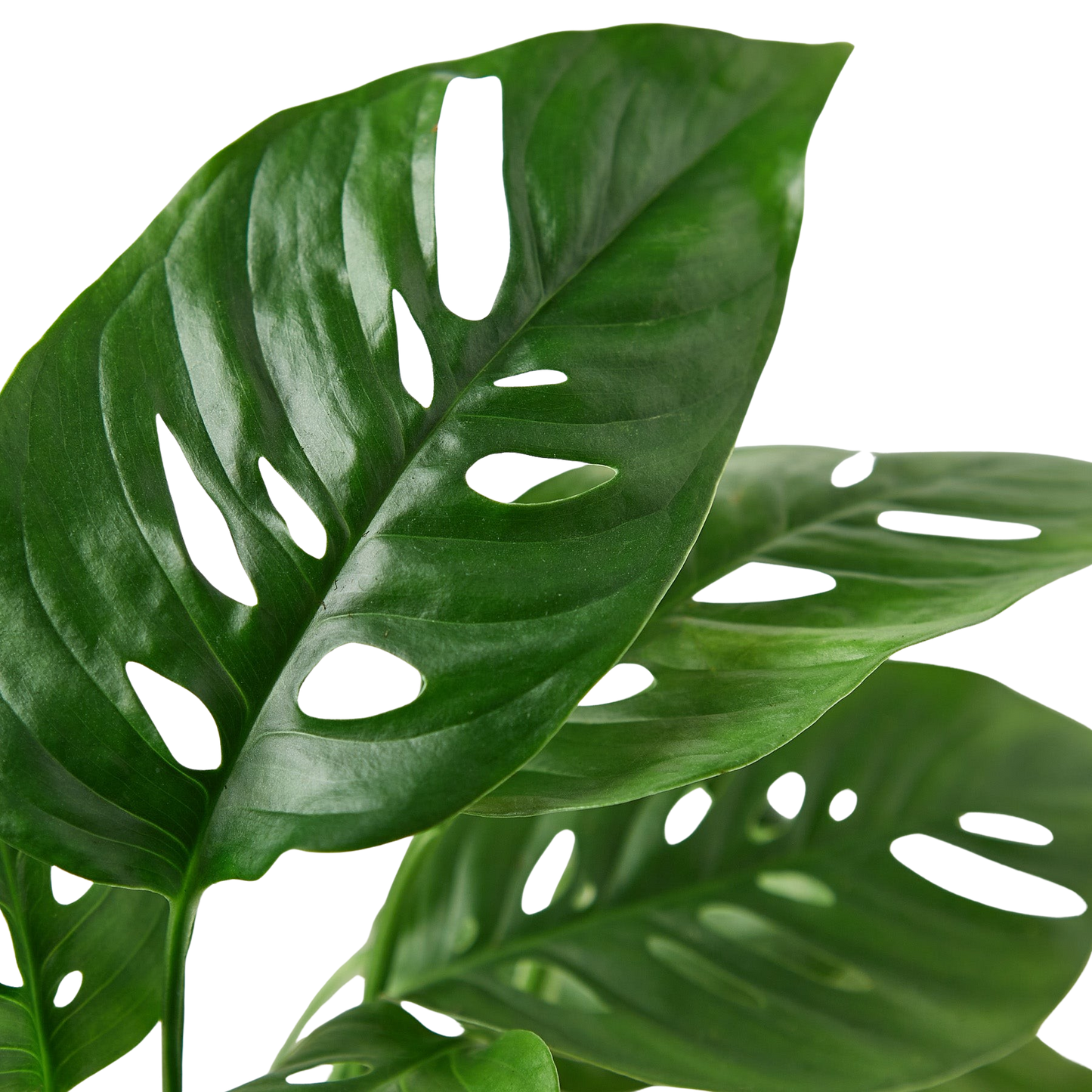 Monstera Adansonii Swiss Cheese | Easy Care Vining Plant | Ardent Gardeners