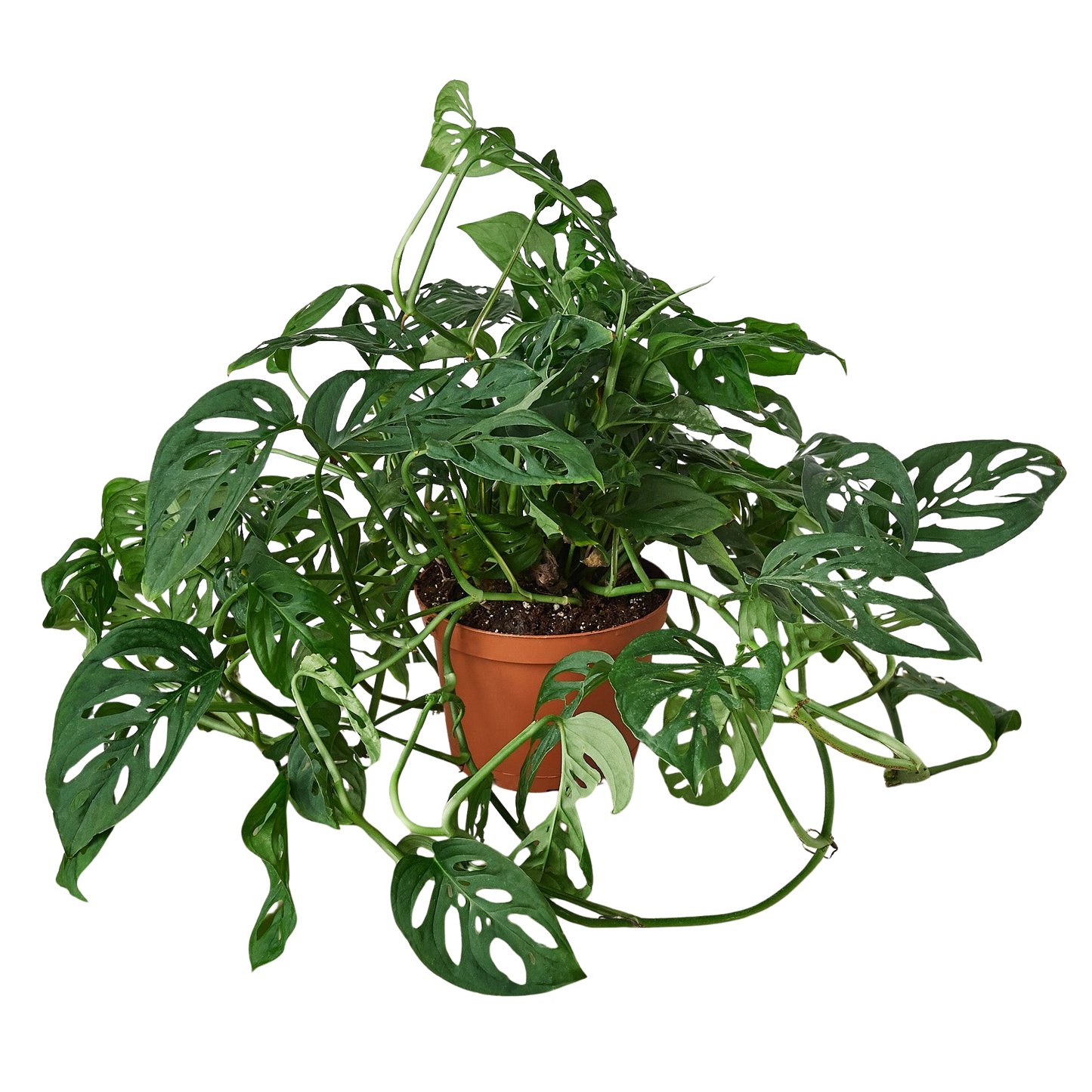 Monstera Adansonii Swiss Cheese | Easy Care Vining Plant | Ardent Gardeners