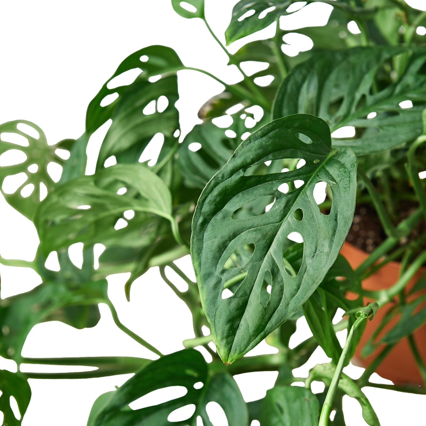 Monstera Adansonii Swiss Cheese | Easy Care Vining Plant | Ardent Gardeners