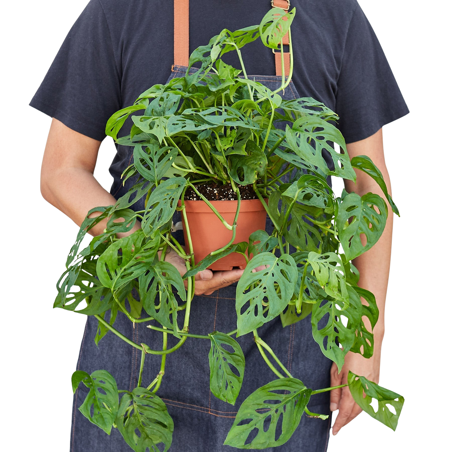 Monstera Adansonii Swiss Cheese | Easy Care Vining Plant | Ardent Gardeners