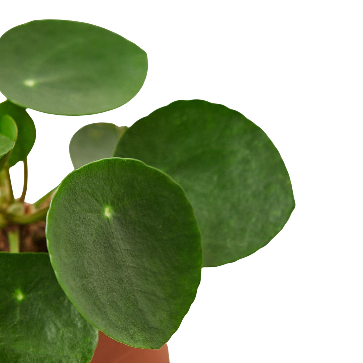 Pilea Peperomioides Chinese Money Plant | Easy Care Coin-Shaped Leaves | Ardent Gardeners