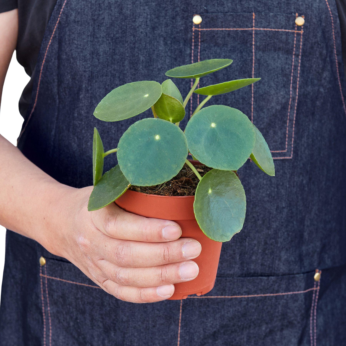 Pilea Peperomioides Chinese Money Plant | Easy Care Coin-Shaped Leaves | Ardent Gardeners