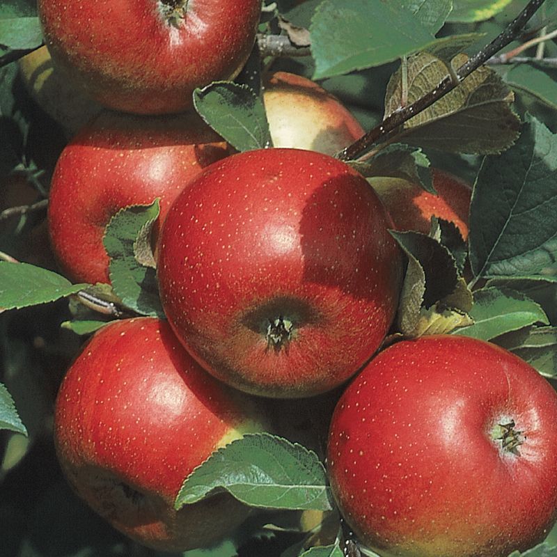 Freedom Apple Tree | Malus domestica 'Freedom'