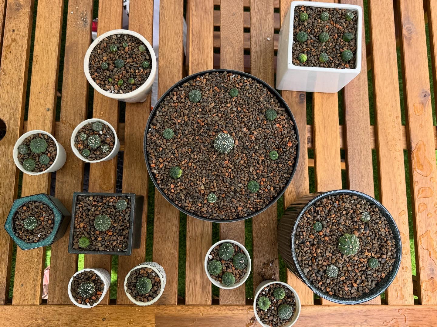 Cactus & Succulent Soil - Fine Mix