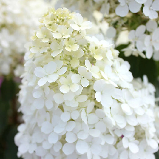 Bobo® Hydrangea | Hydrangea paniculata 'ILVOBO'
