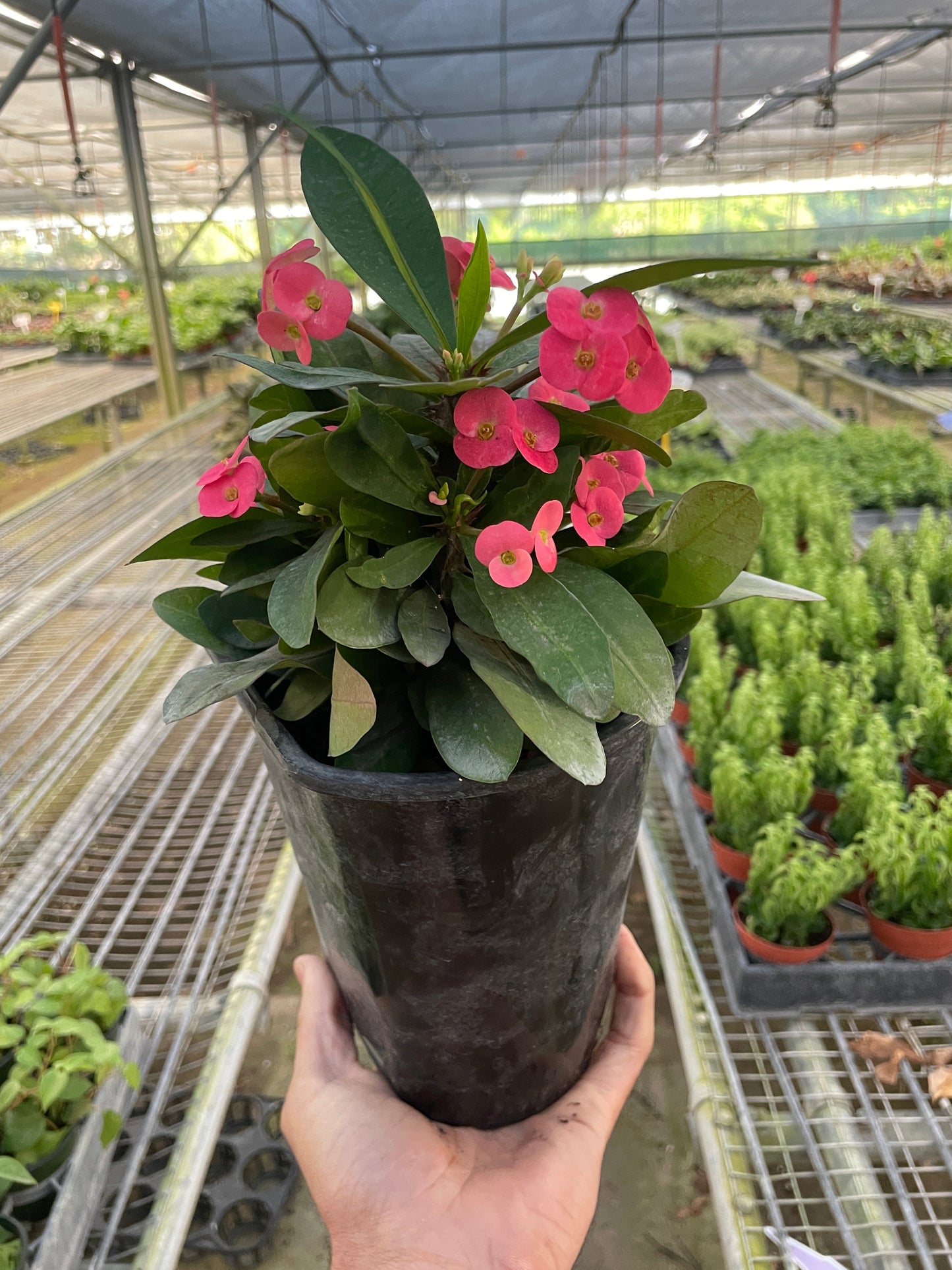 Crown of Thorns | Long-Lasting Red & Yellow Flowering Plant | Ardent Gardeners