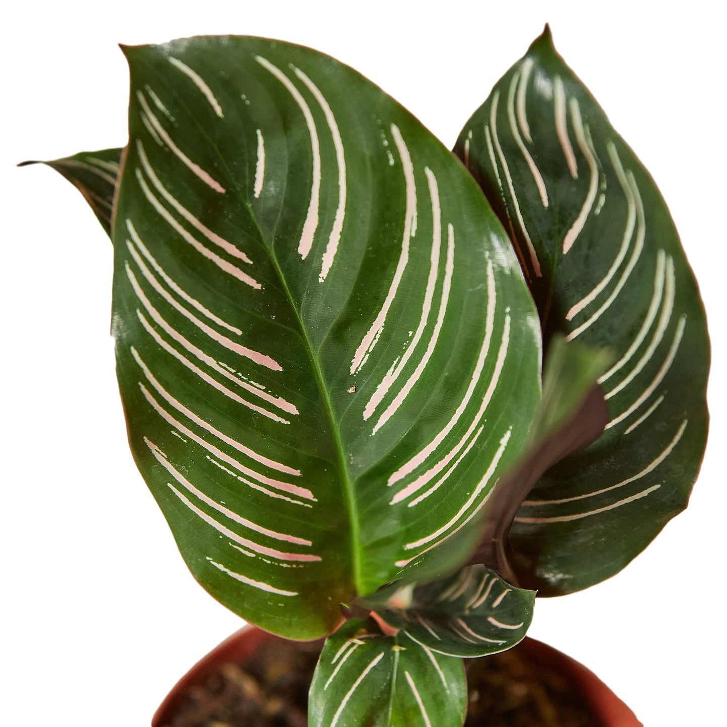 Calathea 'Ornata' – Pinstripe Calathea