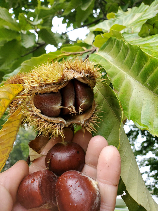Hybrid Chestnut Seeds | Fast-Growing, Blight-Resistant Trees