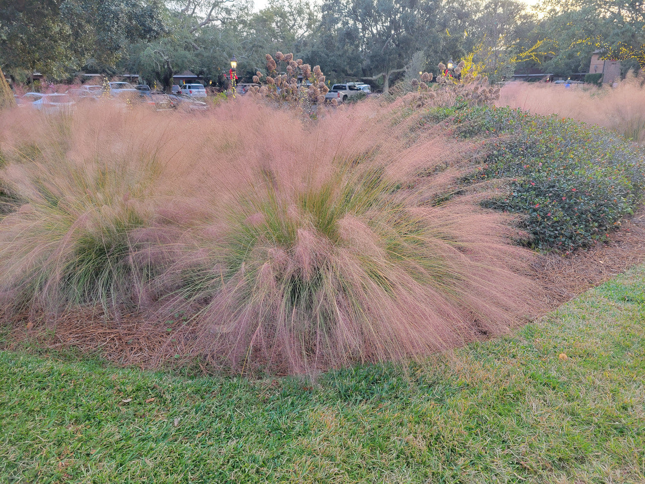 Pink Muhly Grass | Muhlenbergia capillaris