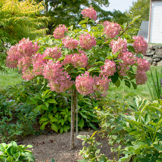 Hydrangea paniculata 'Phantom' – Tree Form Hydrangea