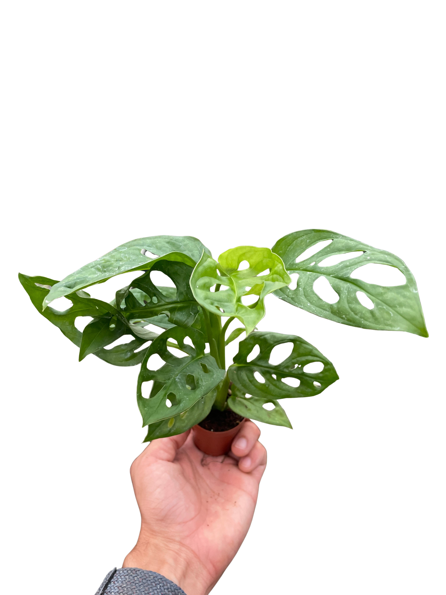 Monstera Adansonii Swiss Cheese | Easy Care Vining Plant | Ardent Gardeners