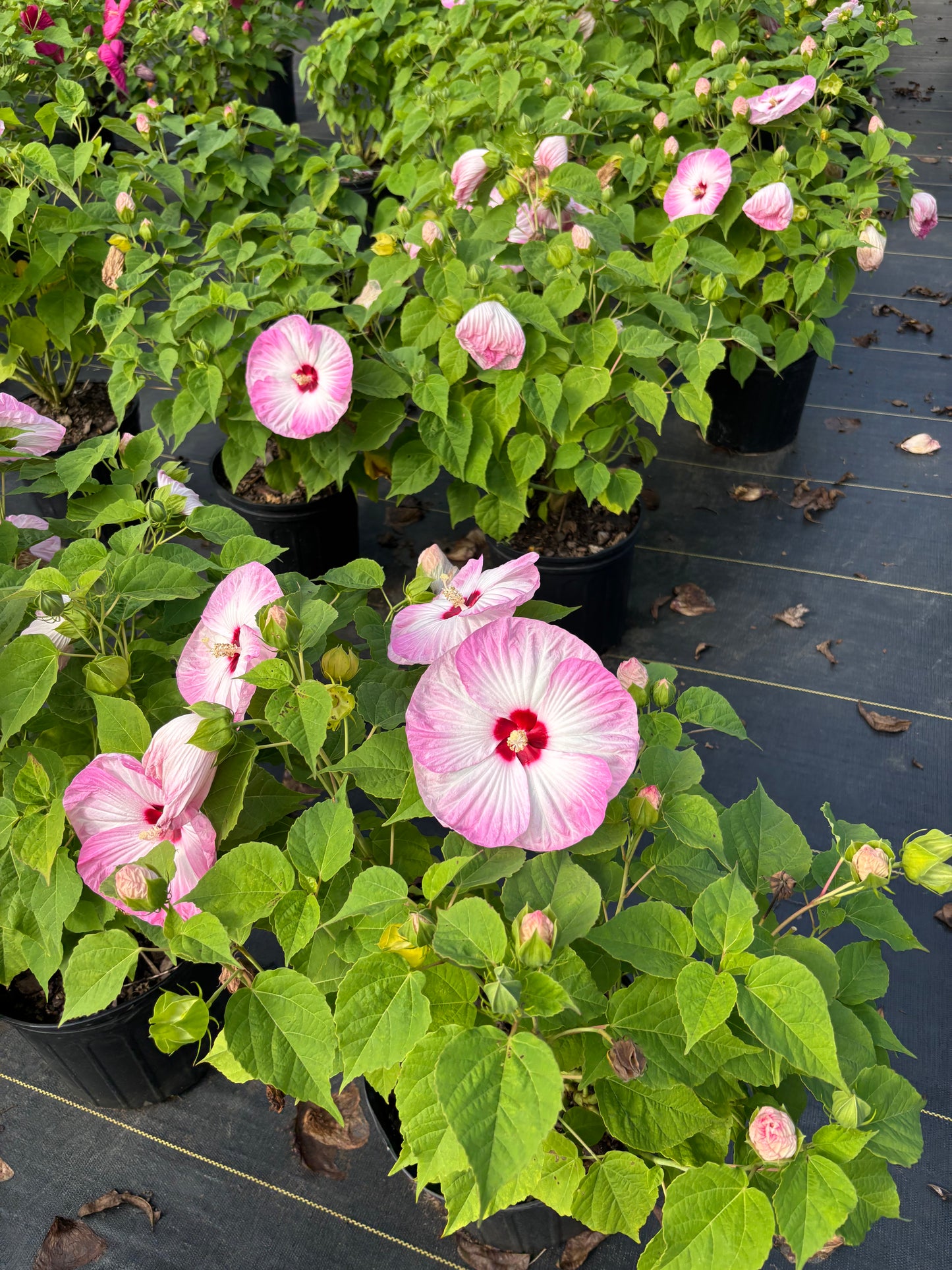 Luna Pink Swirl Hibiscus | Hibiscus moscheutos 'Luna Pink Swirl'