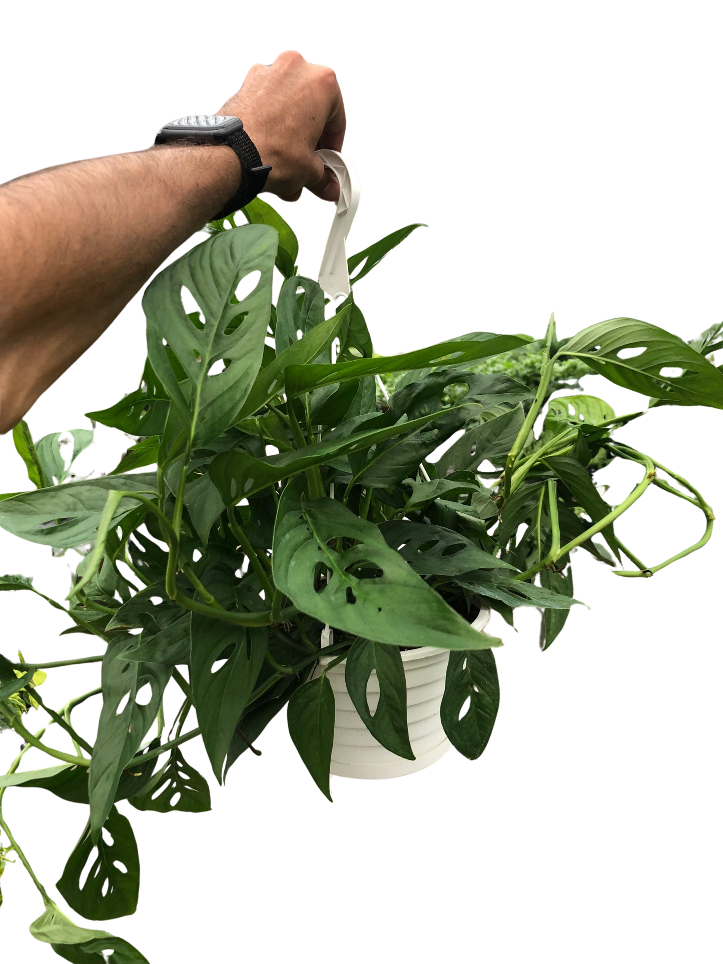 Monstera Adansonii Swiss Cheese | Easy Care Vining Plant | Ardent Gardeners