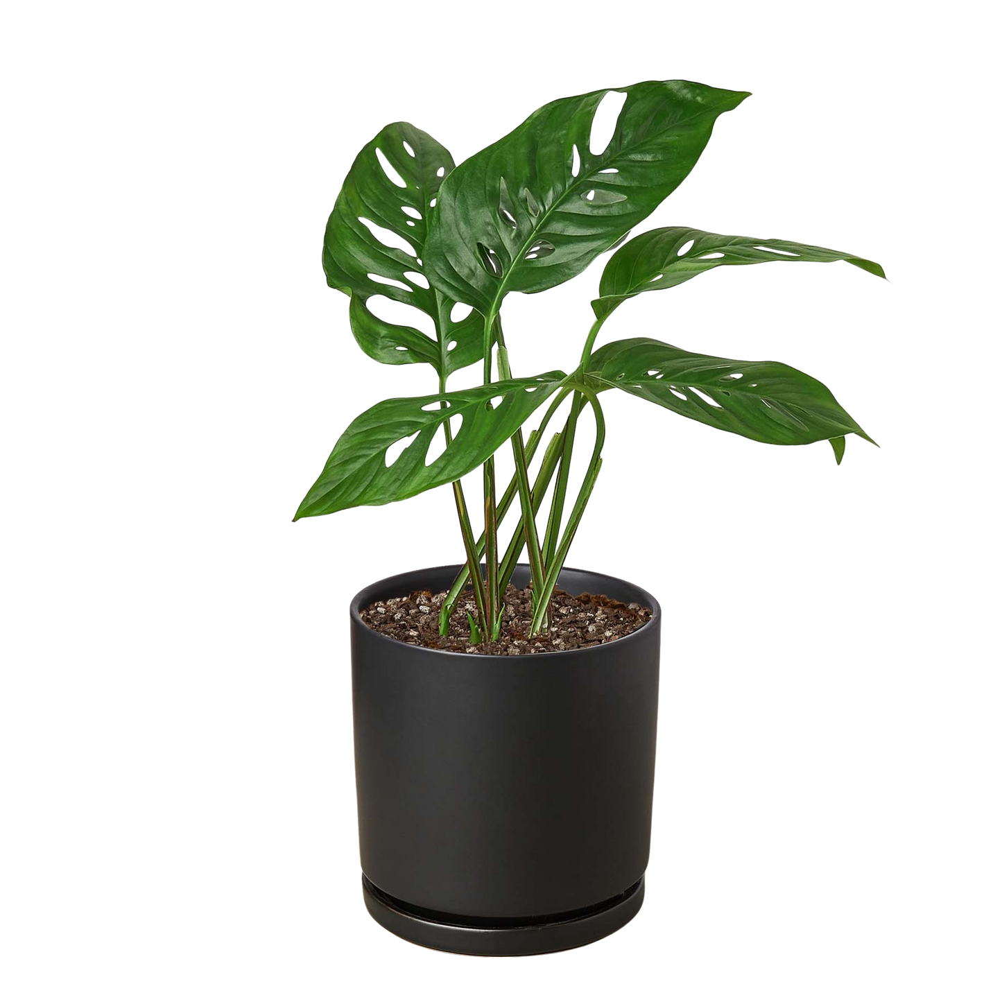 Monstera Adansonii Swiss Cheese | Easy Care Vining Plant | Ardent Gardeners