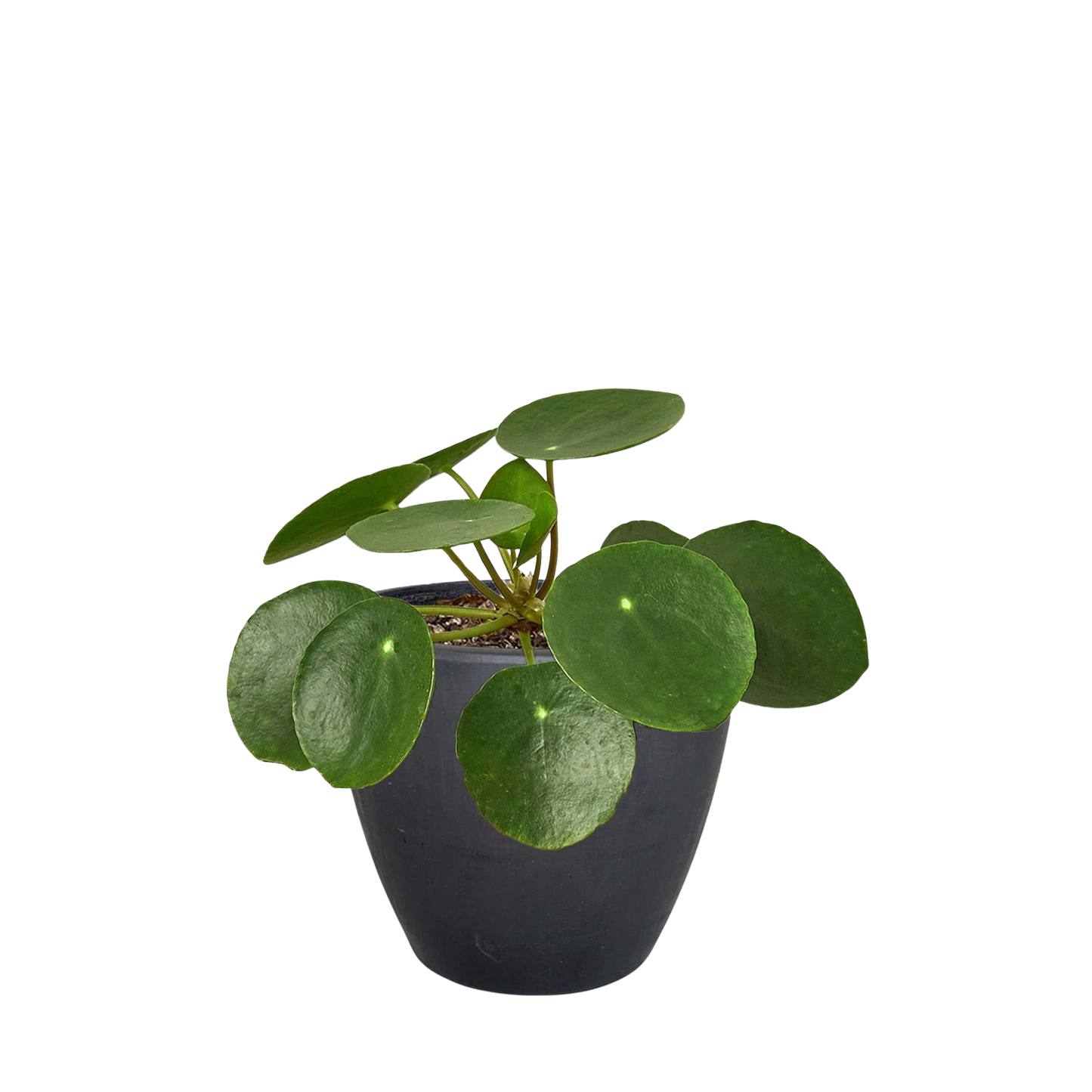 Pilea Peperomioides Chinese Money Plant | Easy Care Coin-Shaped Leaves | Ardent Gardeners