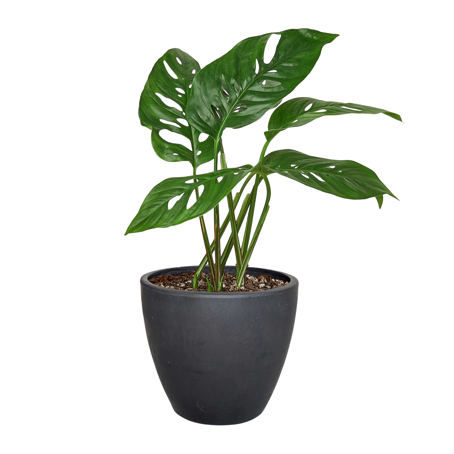 Monstera Adansonii Swiss Cheese | Easy Care Vining Plant | Ardent Gardeners