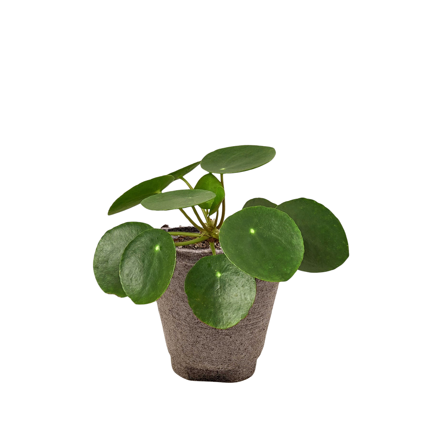 Pilea Peperomioides Chinese Money Plant | Easy Care Coin-Shaped Leaves | Ardent Gardeners