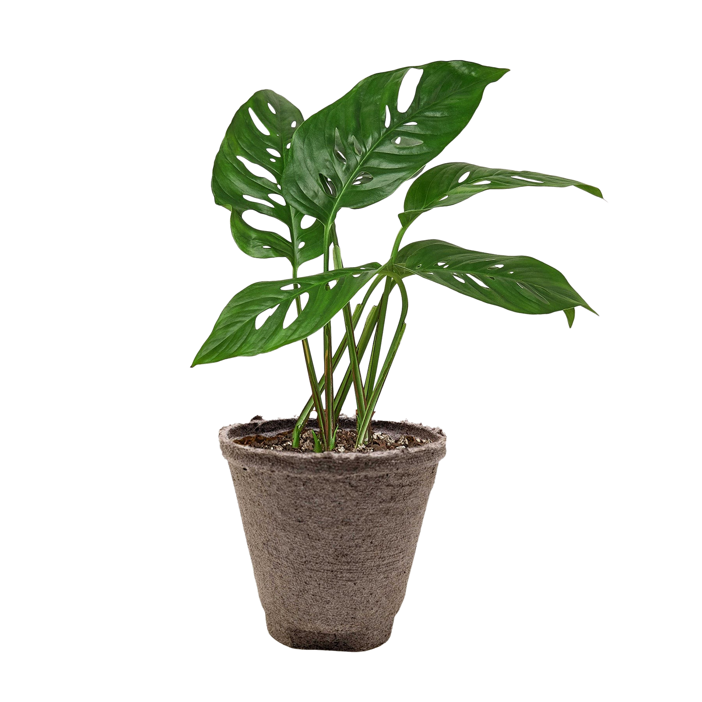 Monstera Adansonii Swiss Cheese | Easy Care Vining Plant | Ardent Gardeners