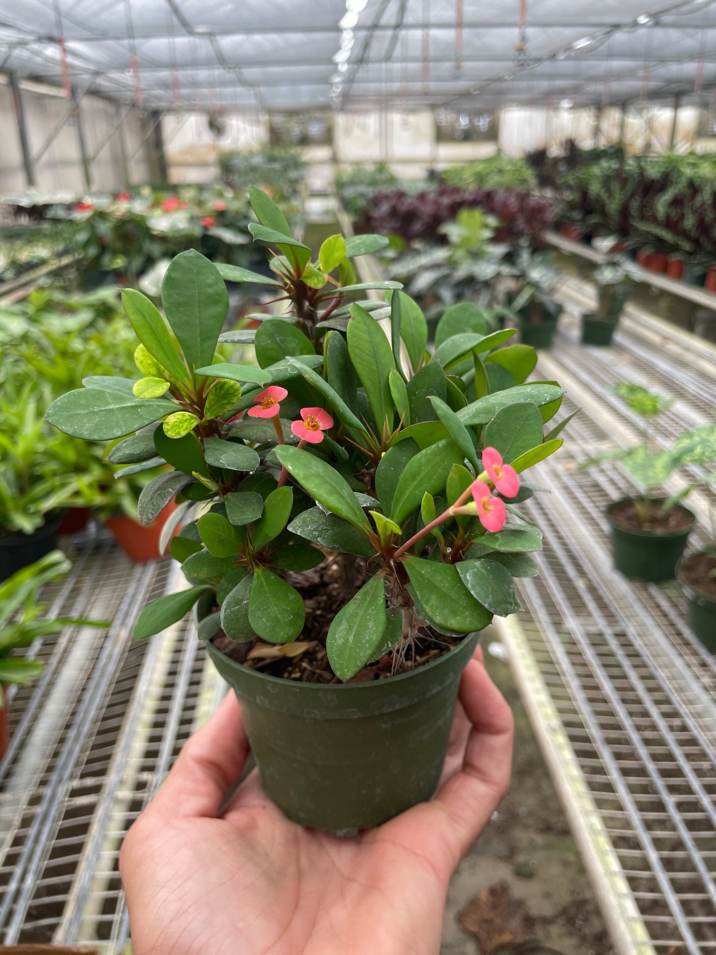 Crown of Thorns | Long-Lasting Red & Yellow Flowering Plant | Ardent Gardeners