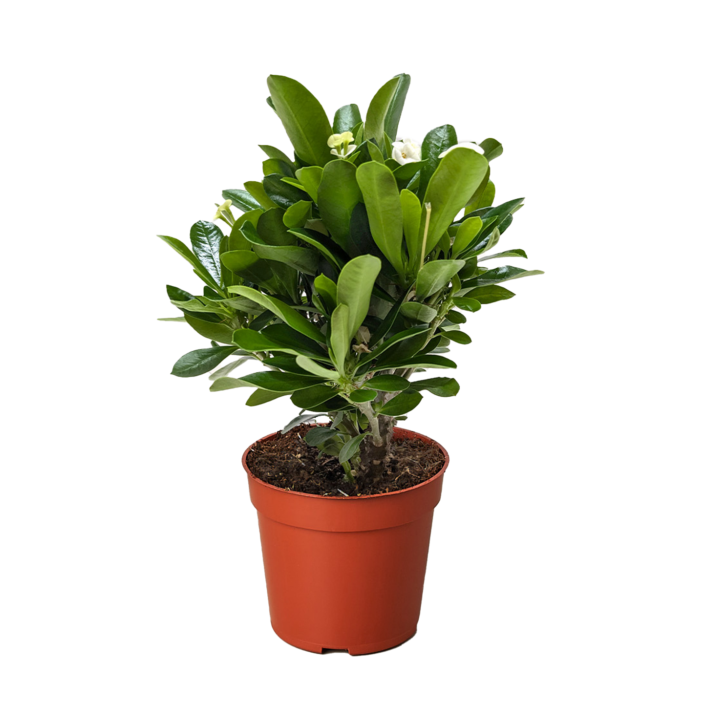 Crown of Thorns | Long-Lasting Red & Yellow Flowering Plant | Ardent Gardeners