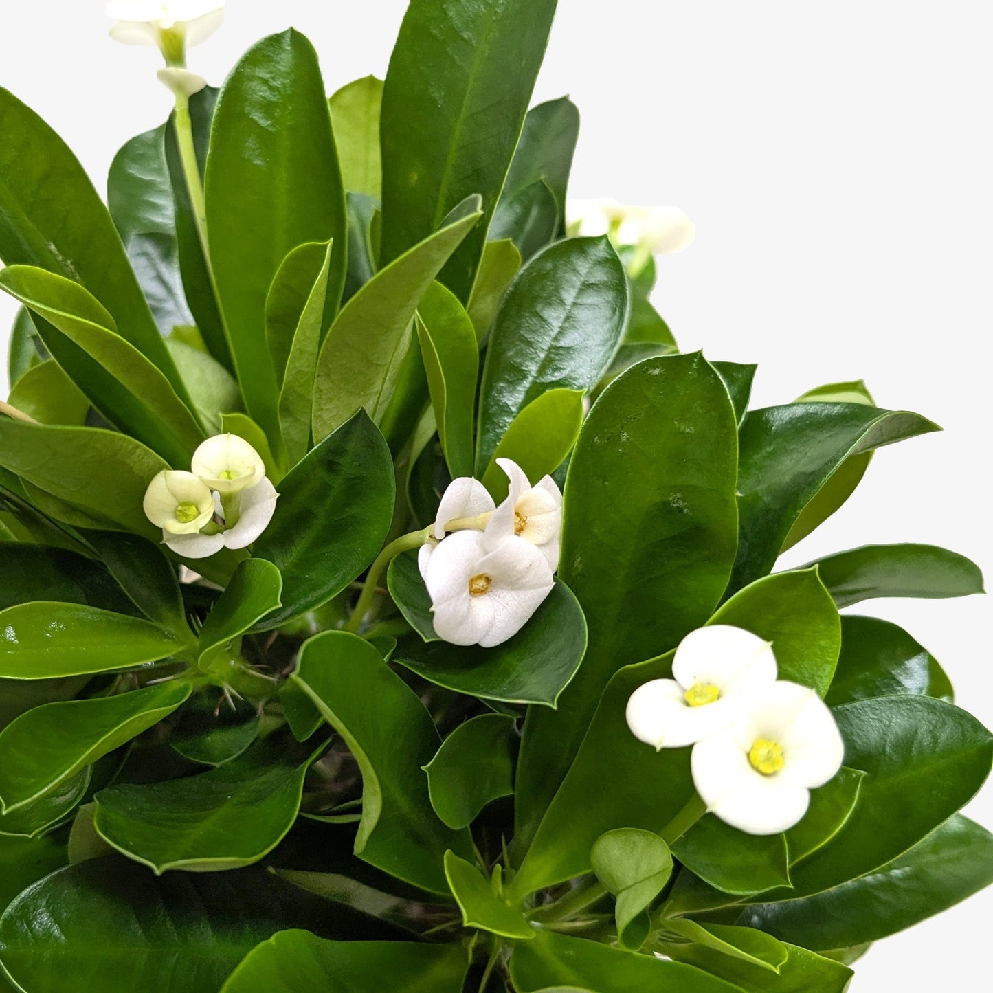 Crown of Thorns | Long-Lasting Red & Yellow Flowering Plant | Ardent Gardeners