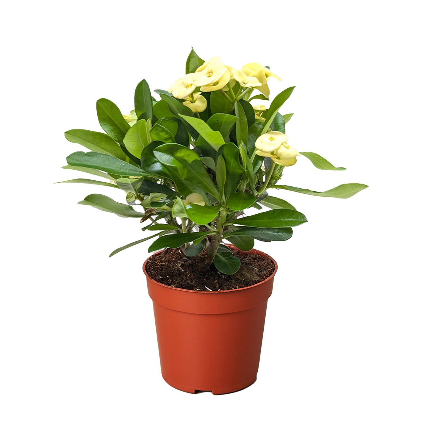 Crown of Thorns | Long-Lasting Red & Yellow Flowering Plant | Ardent Gardeners