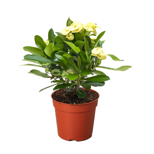 Crown of Thorns | Long-Lasting Red & Yellow Flowering Plant | House Plant Shop