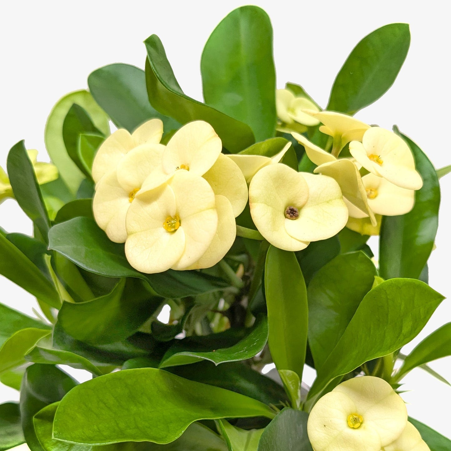 Crown of Thorns | Long-Lasting Red & Yellow Flowering Plant | Ardent Gardeners