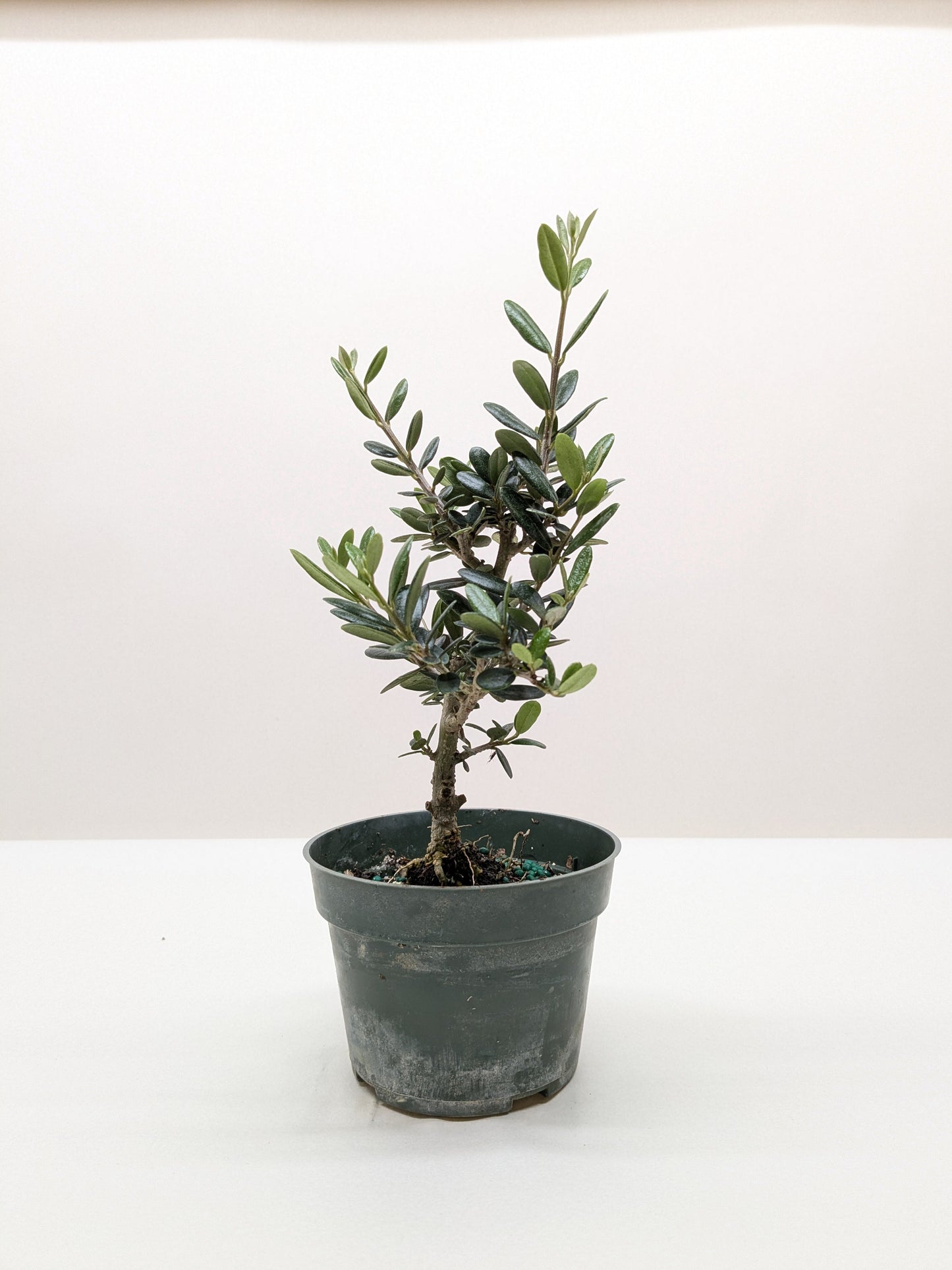 Olive Tree (Olea europaea)