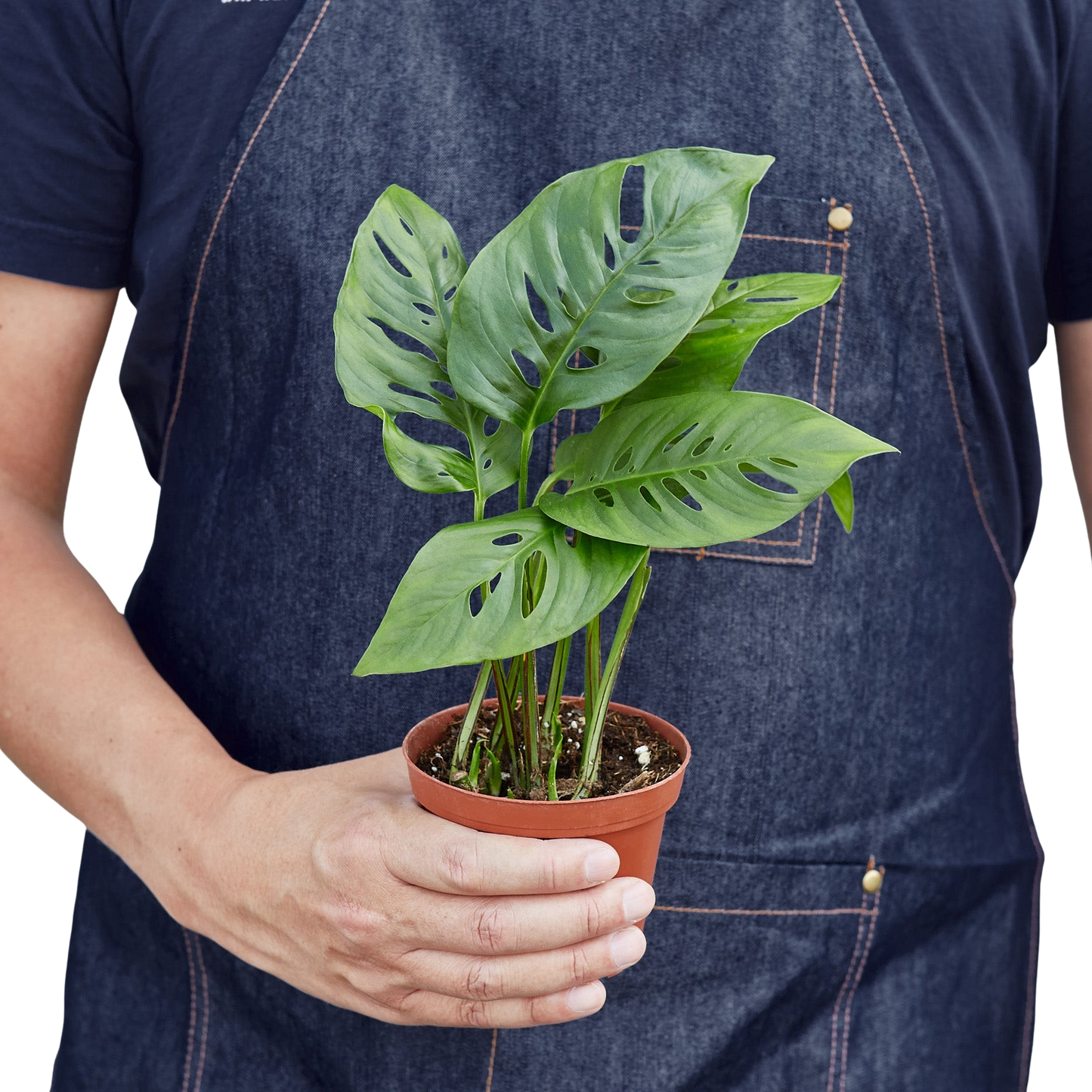 Monstera Adansonii Swiss Cheese | Easy Care Vining Plant | Ardent Gardeners