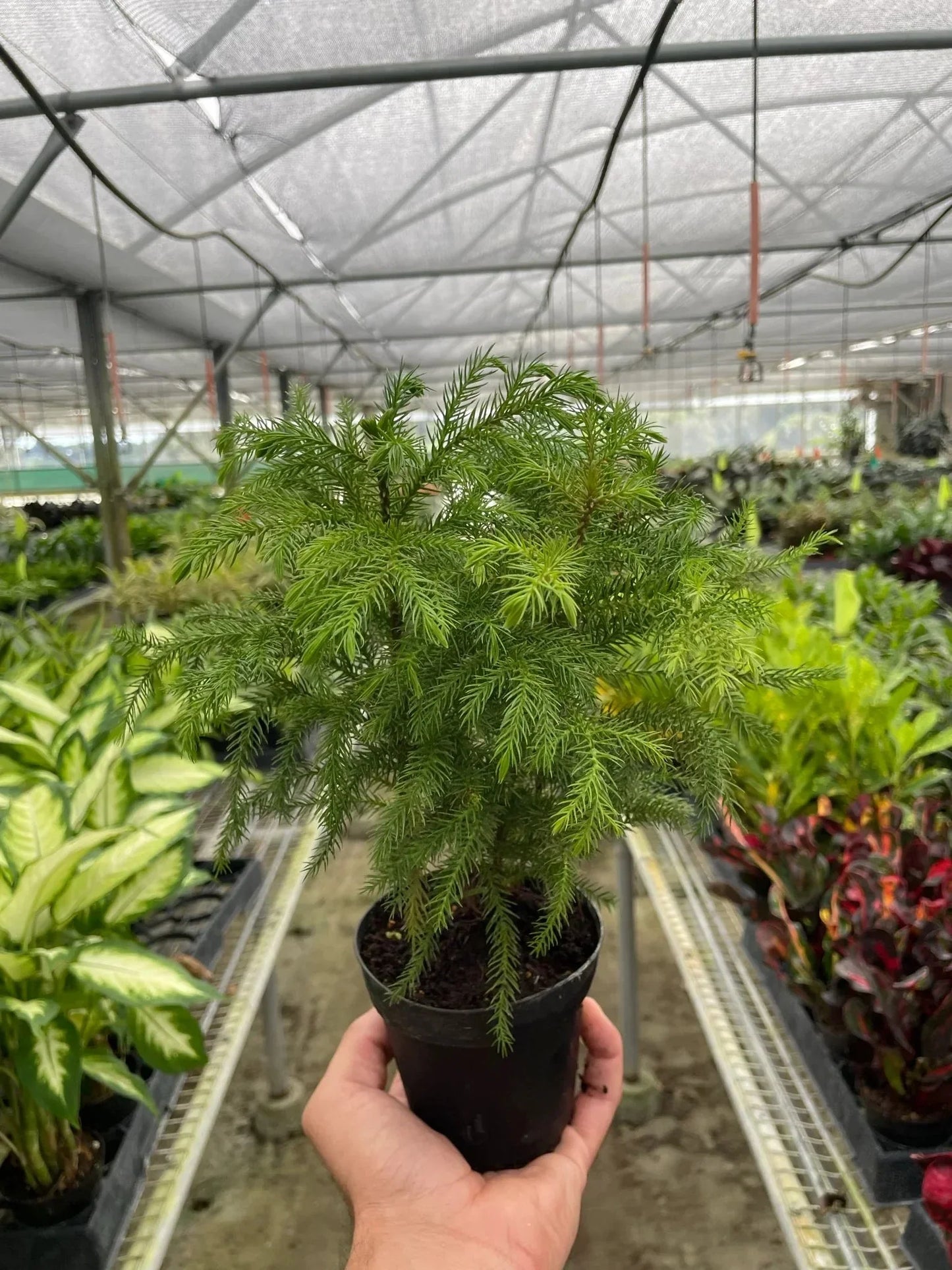Norfolk Island Pine