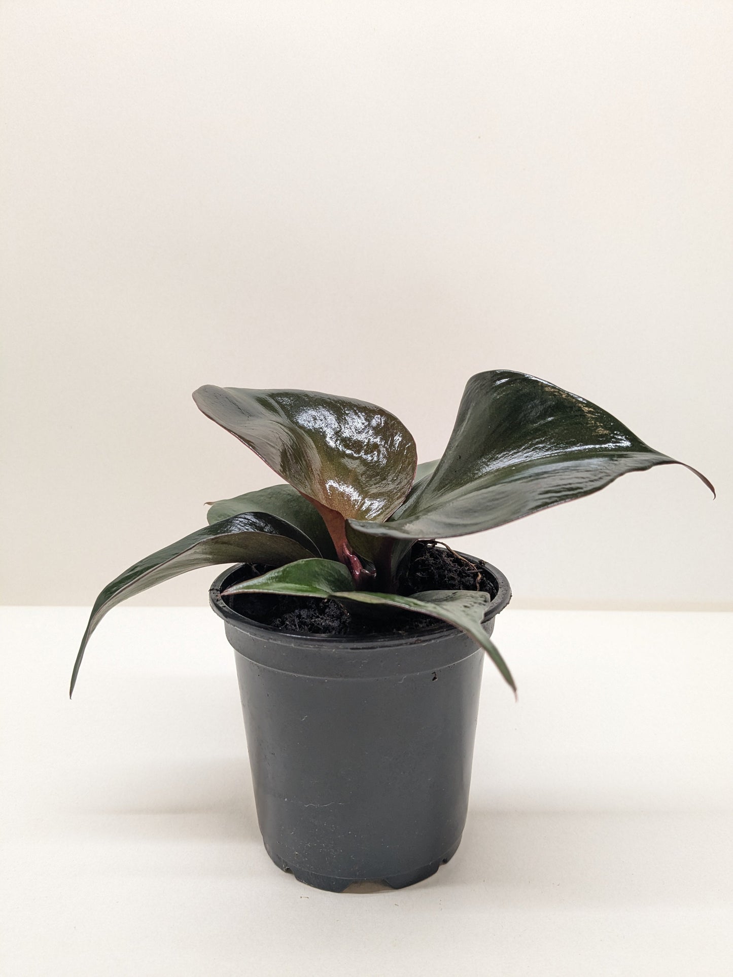 Philodendron Red Heart | Red Foliage Tropical Plant | Ardent Gardeners