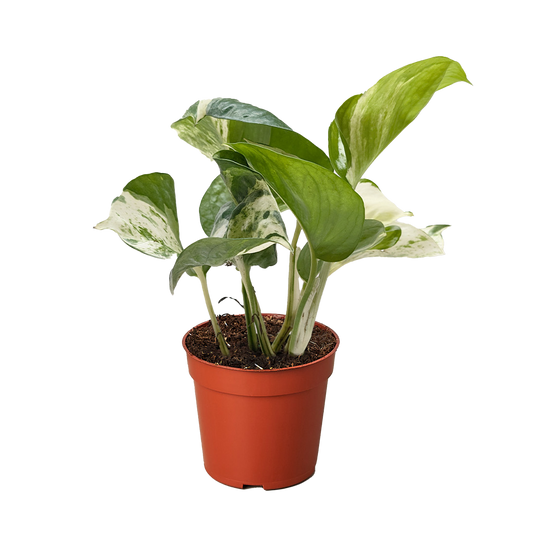 Pothos Manjula | Variegated Trailing Plant with Marble Leaves | House Plant Shop